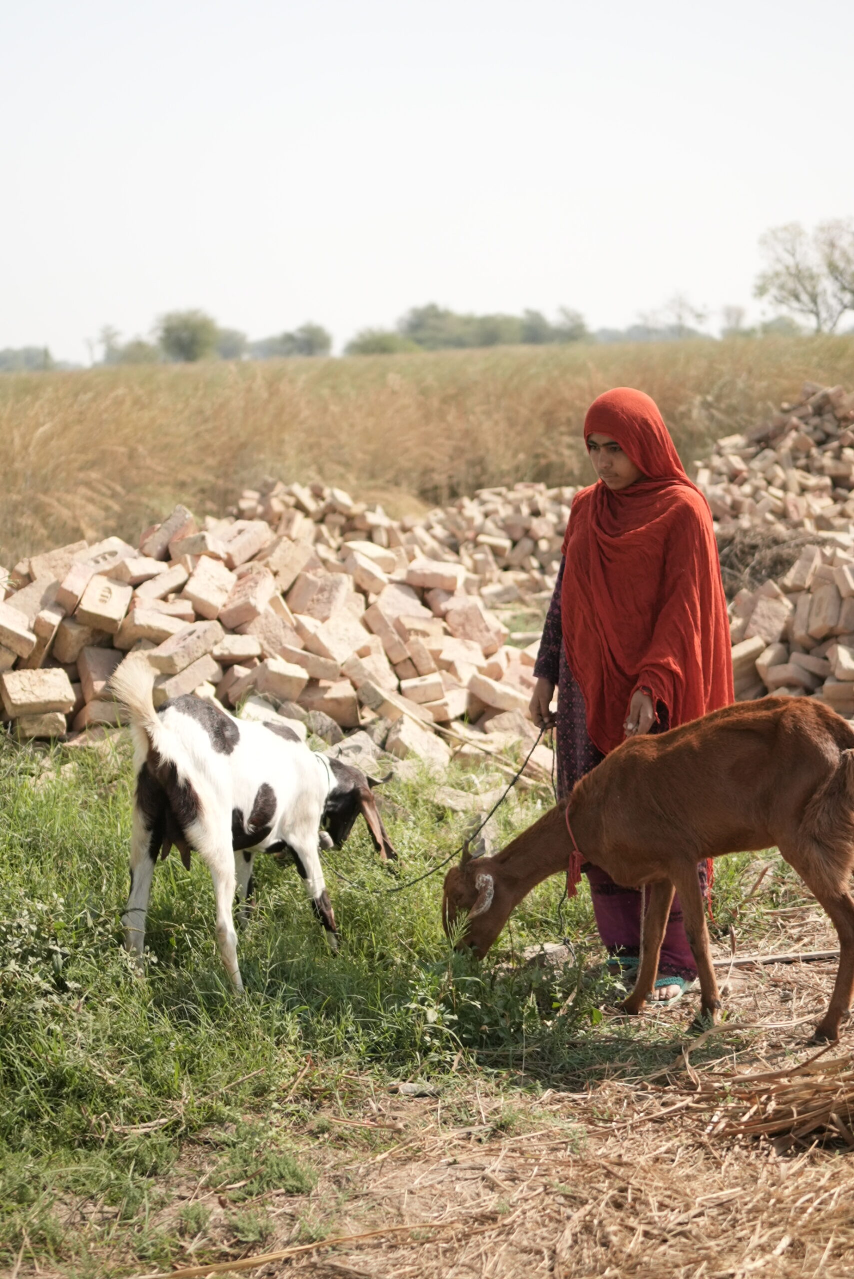 Seeds of Tomorrow: Growing Hope in Pakistan’s Heartland