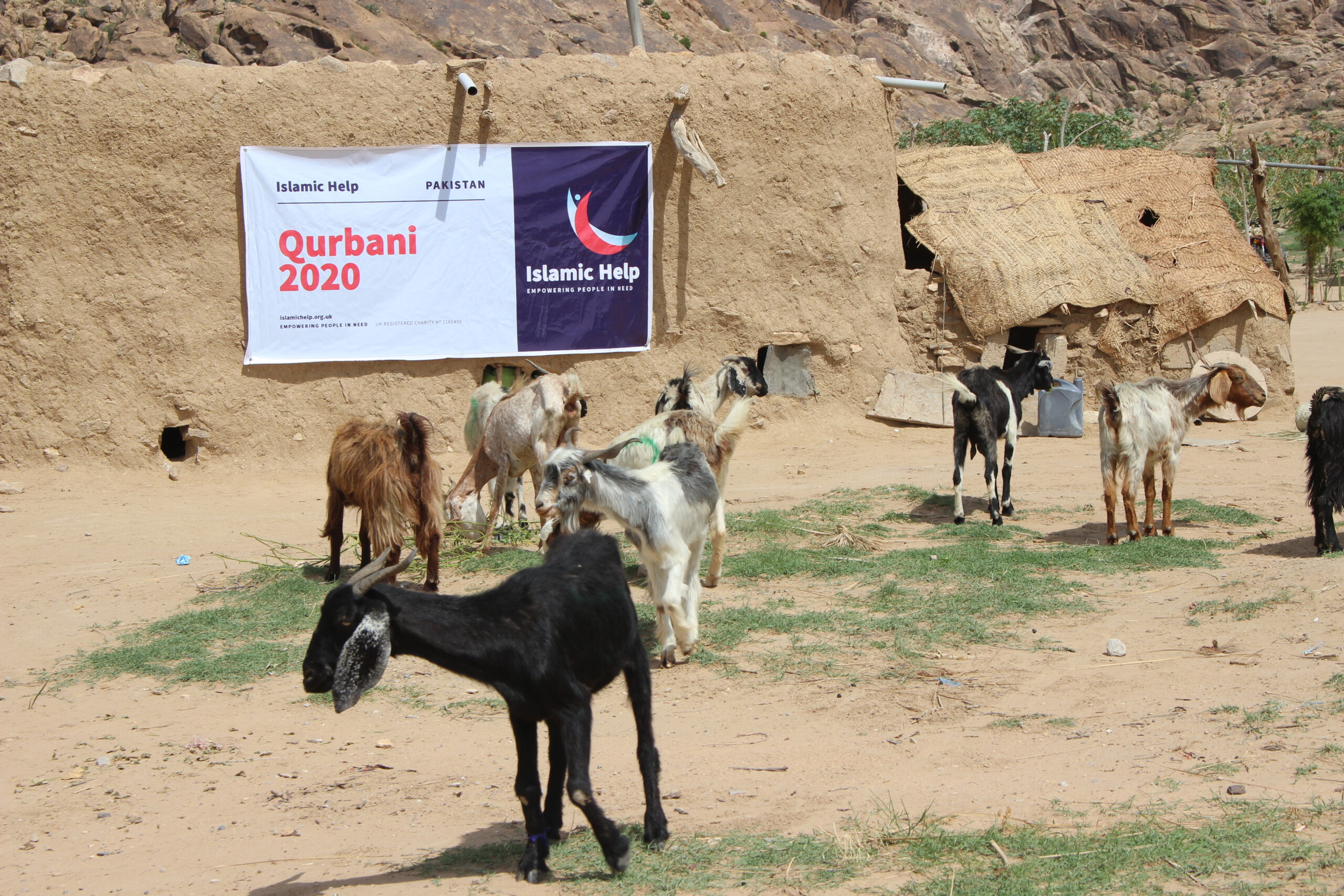 Is Qurbani Mandatory in Islam and Who Must Give It?